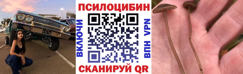 где можно купить   Городище  MEGA как зайти  Галлюциногенные грибы Cubensis 